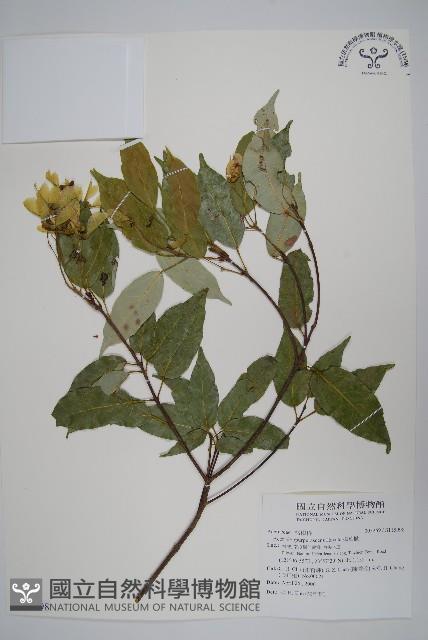 樟葉槭, 飛蛾子樹藏品圖，第1張