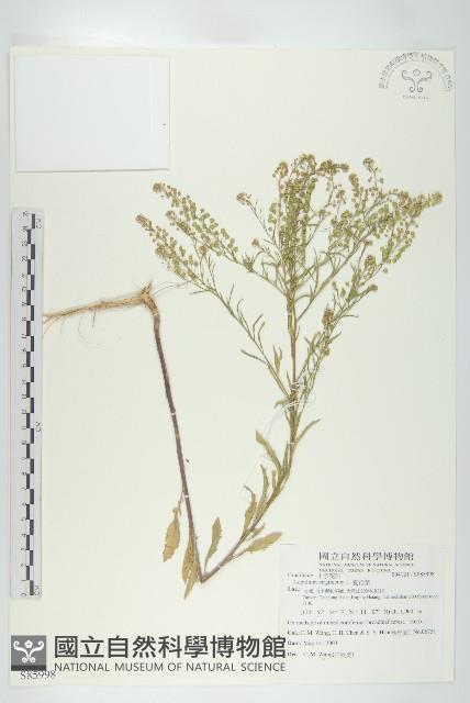 獨行菜藏品圖，第1張