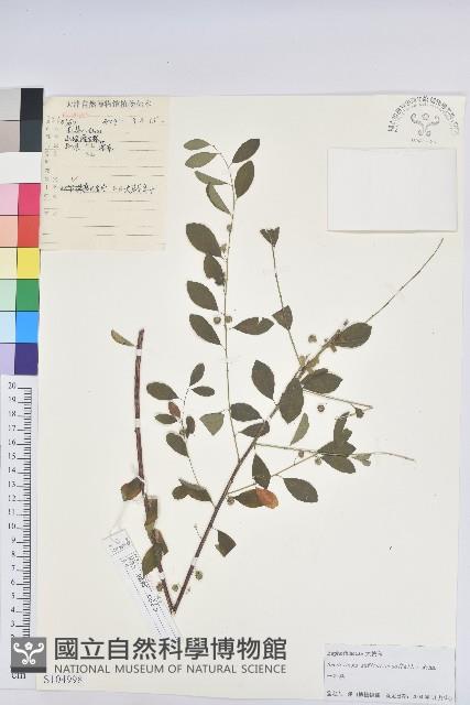 葉底珠、市蔥密花葉底珠藏品圖，第1張