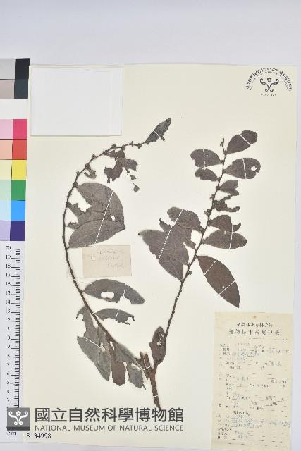 湖北算盤子藏品圖，第1張