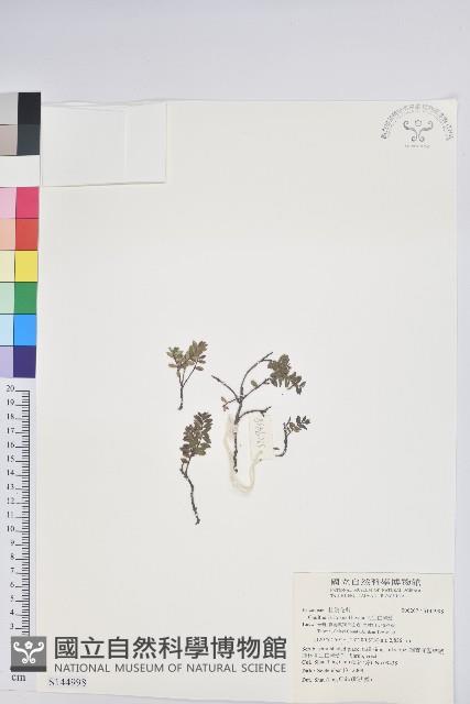 高山白珠樹藏品圖，第1張