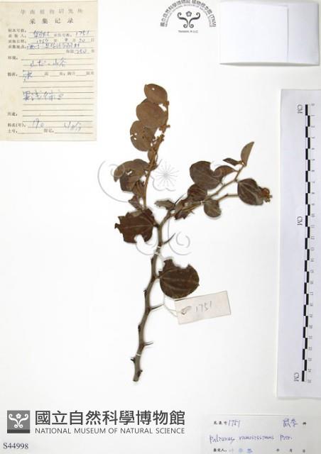 馬甲子藏品圖，第1張