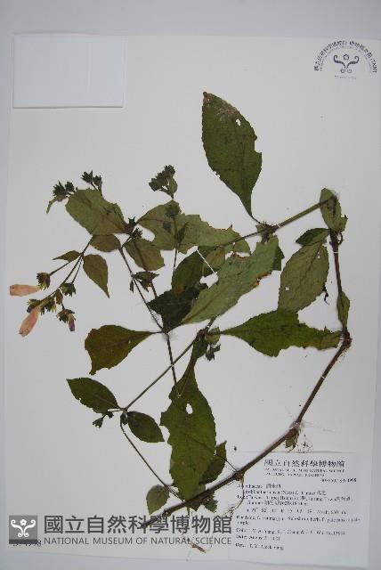 臺灣馬藍藏品圖，第1張