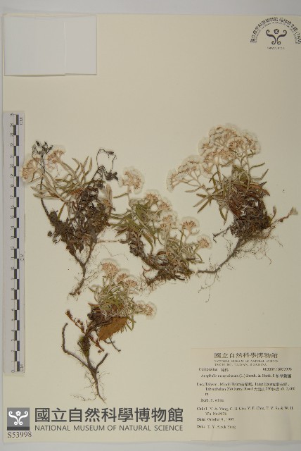 抱莖籟簫藏品圖，第1張