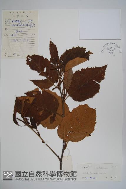 香樺藏品圖，第1張