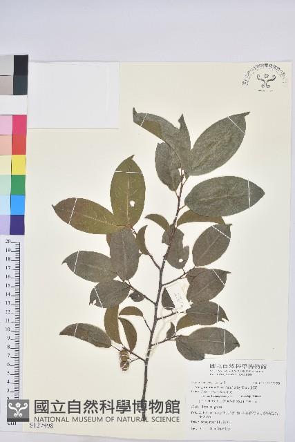 紫黃藏品圖，第1張