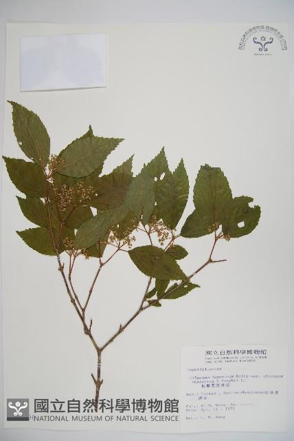 長橢圓葉莢迷藏品圖，第1張