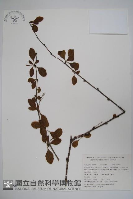 華西小蘗藏品圖，第1張