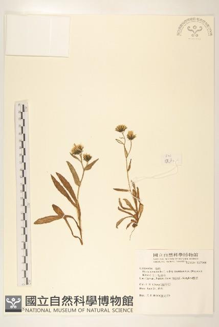 玉山毛蓮菜藏品圖，第1張