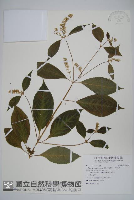 日本牛膝藏品圖，第1張