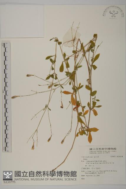 登錄號:S136598藏品圖，第1張