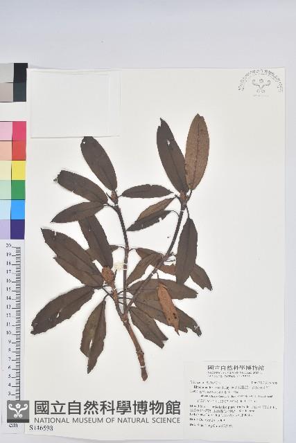 森氏杜鵑、森氏滿江紅藏品圖，第1張