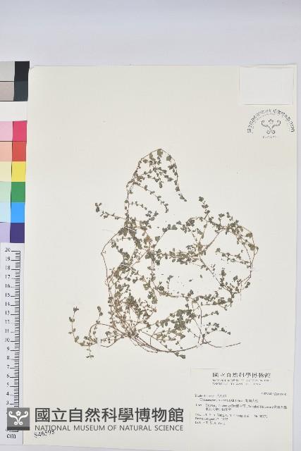 伏生大戟藏品圖，第1張