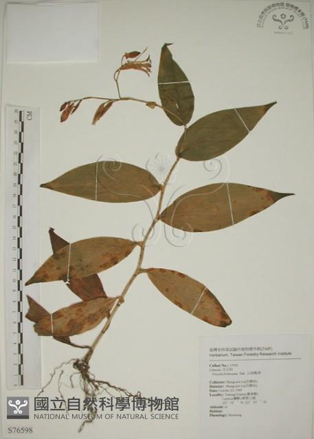 臺灣油點草藏品圖，第1張