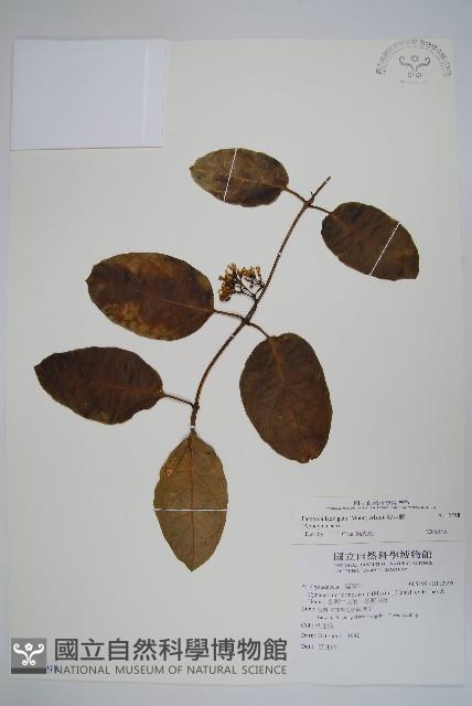 爬森藤藏品圖，第1張