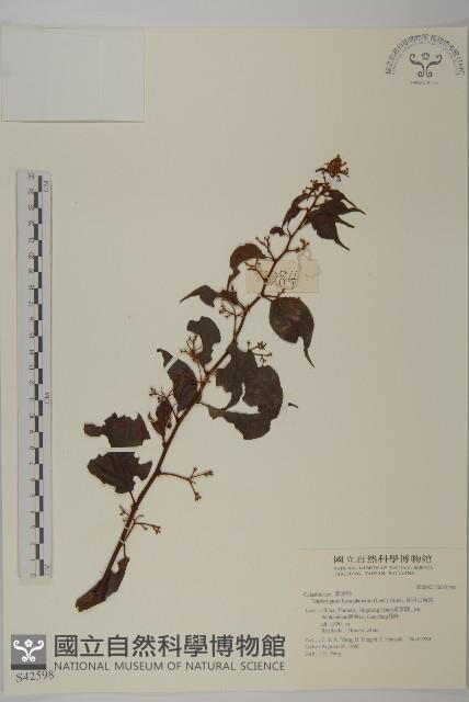 昆明山海棠藏品圖，第1張