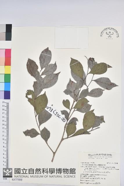 細葉饅頭果藏品圖，第1張