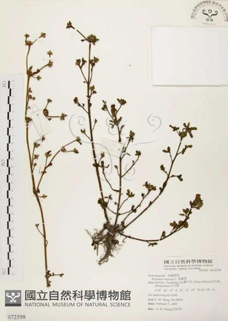 馬齒莧藏品圖，第1張