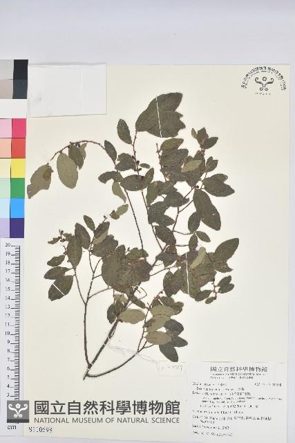 土密樹藏品圖，第1張