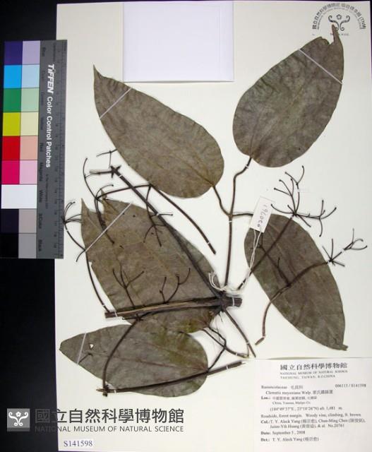 麥氏鐵線蓮藏品圖，第1張