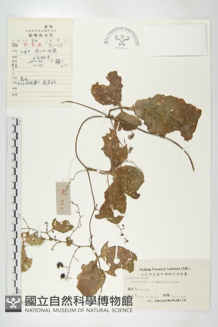 光葉絞股藍藏品圖，第1張