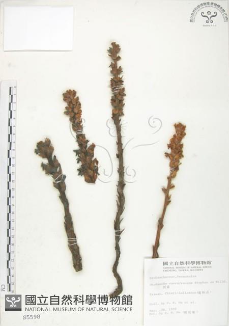 列當藏品圖，第1張