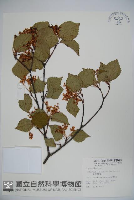 玉山糯米樹、狹葉糯米樹藏品圖，第1張