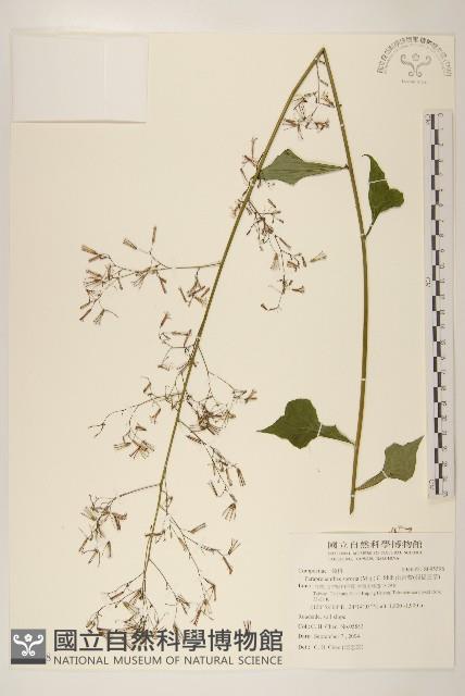 山苦藚、假福王草藏品圖，第1張