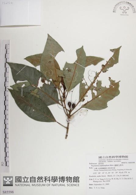 蘭嶼九節木藏品圖，第1張