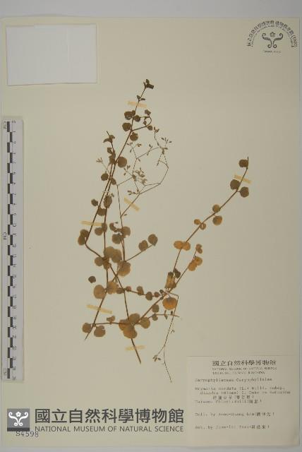 荷蓮豆草、菁芳草藏品圖，第1張