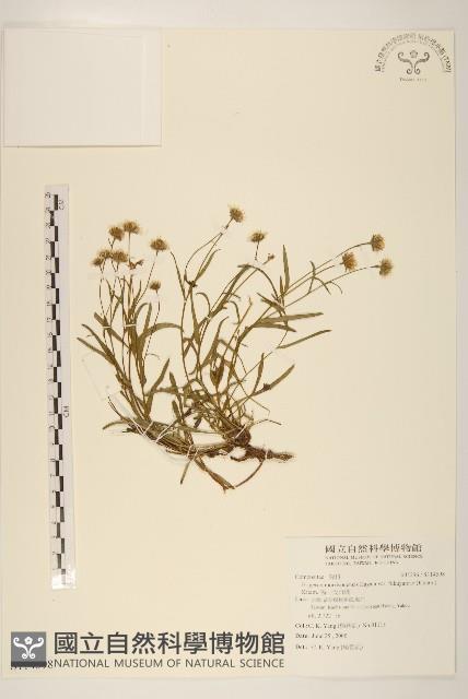 福山氏飛蓬藏品圖，第1張