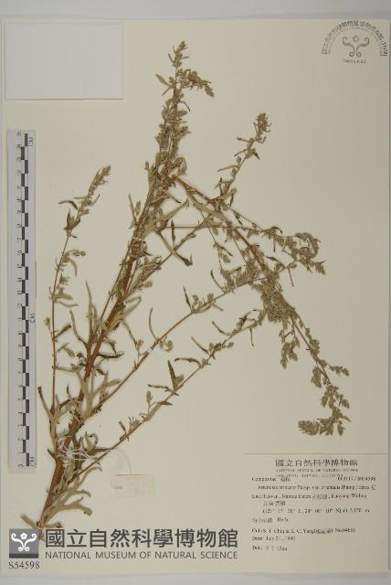 南艾蒿藏品圖，第1張