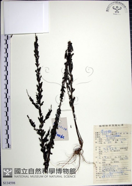 鐵掃帚、千里光藏品圖，第1張
