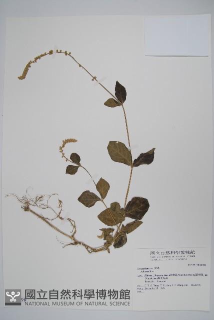 登錄號:S034598藏品圖，第1張