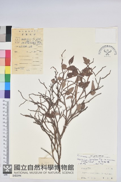 扁枝越橘藏品圖，第1張