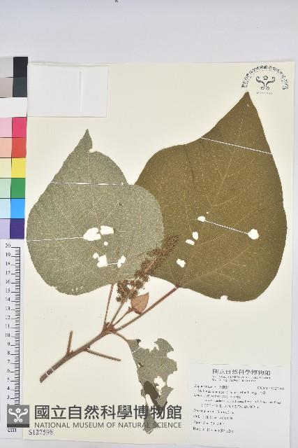 野桐藏品圖，第1張