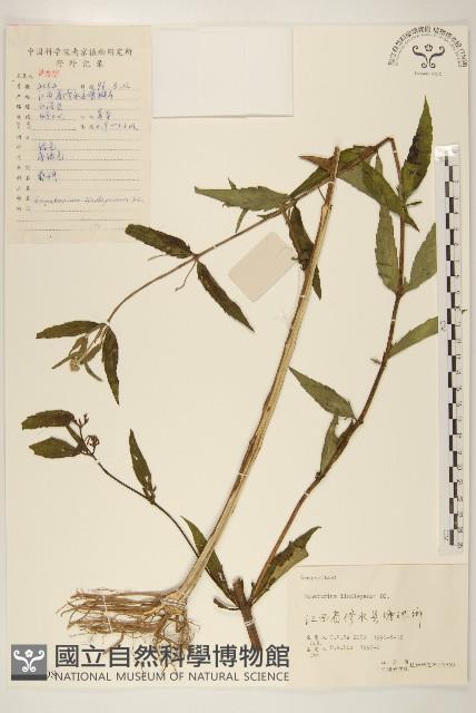 林氏澤蘭藏品圖，第1張