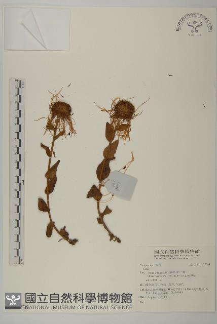 登錄號:S137598藏品圖，第1張