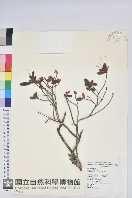 唐杜鵑、大屯杜鵑、中原氏杜鵑藏品圖，第1張