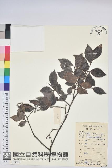 米飯花藏品圖，第1張