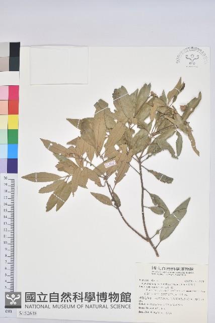 灰背櫟藏品圖，第1張