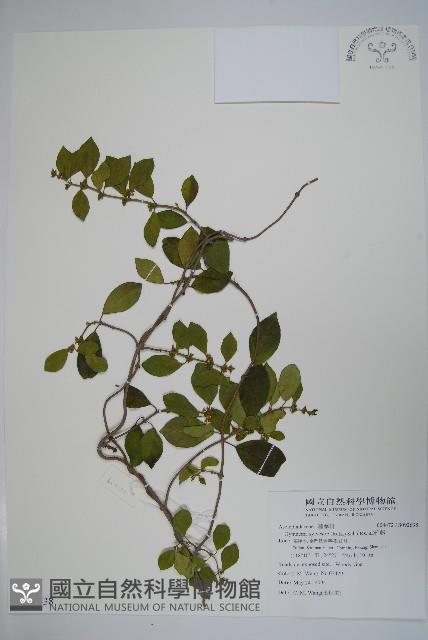 武靴藤藏品圖，第1張