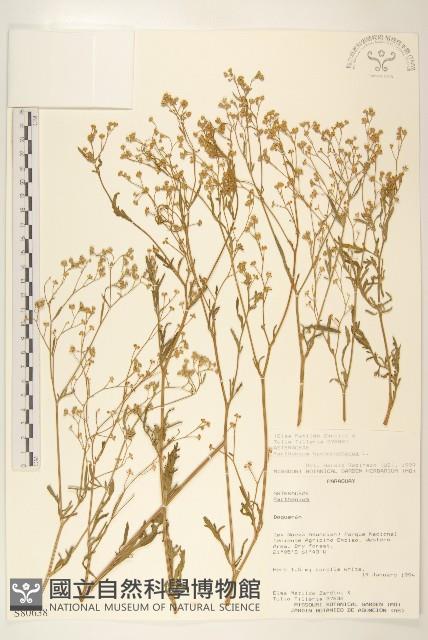 銀膠菊藏品圖，第1張