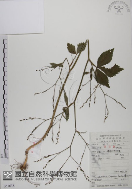 鴨兒芹藏品圖，第1張
