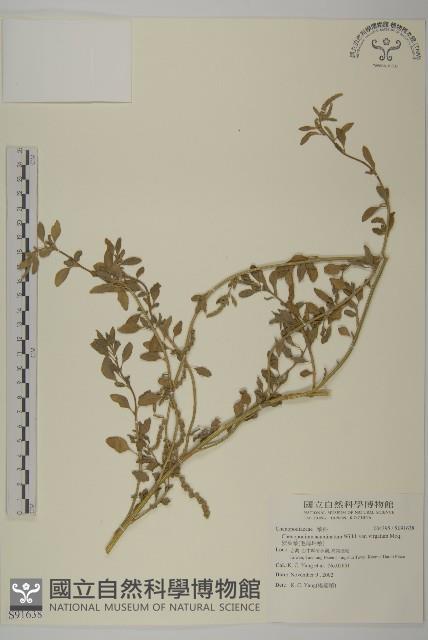 變葉藜、毛綠珠藜藏品圖，第1張