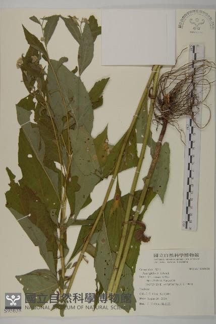 登錄號:S095638藏品圖，第1張
