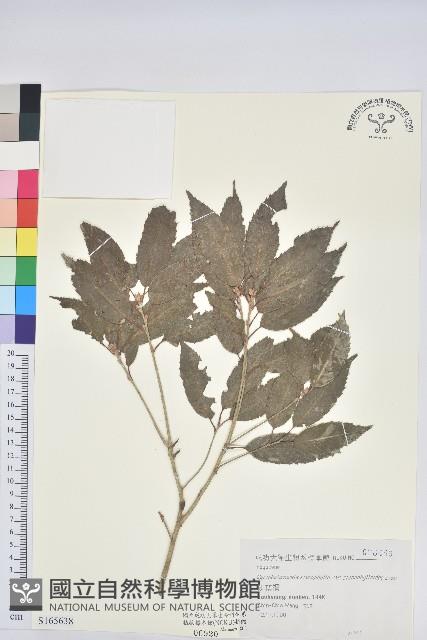 狹葉椆藏品圖，第1張