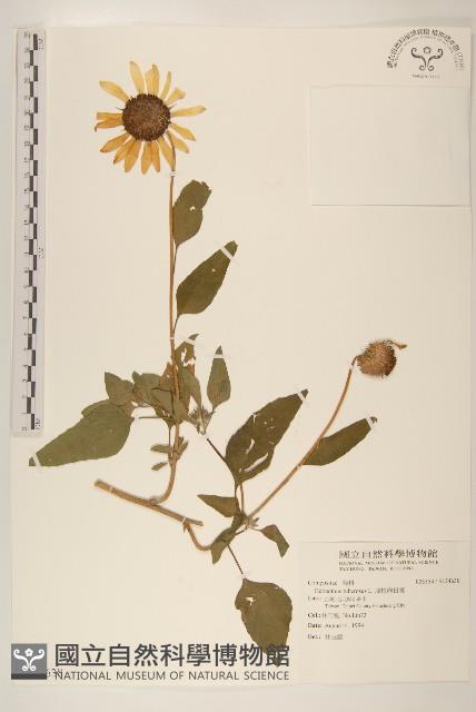 塊根向日葵藏品圖，第1張