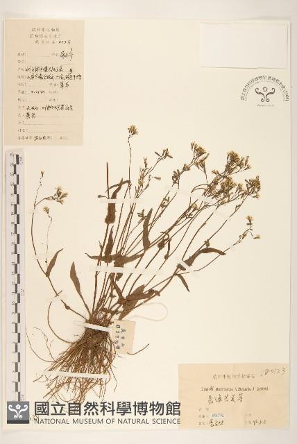 齒緣苦實藏品圖，第1張