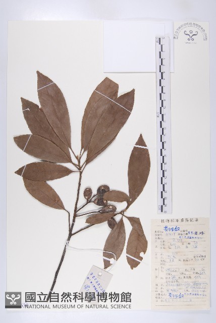 冬桃藏品圖，第1張